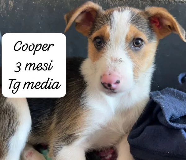 CUCCIOLI SENZA ALCUN FUTURO | Foto 1