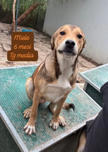 CUCCIOLI SENZA ALCUN FUTURO | Foto 2