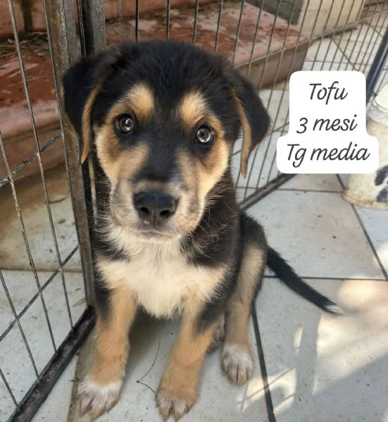 CUCCIOLI SENZA ALCUN FUTURO | Foto 3
