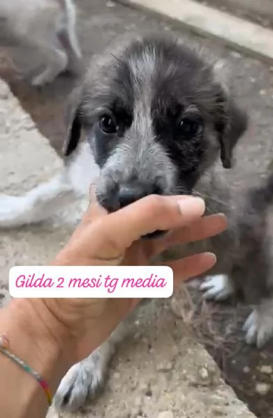 CUCCIOLI SENZA ALCUN FUTURO | Foto 2