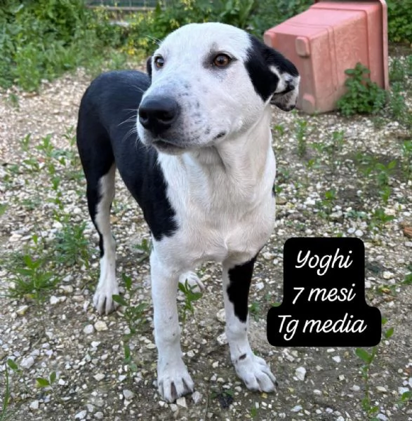 CUCCIOLI SENZA ALCUN FUTURO | Foto 0