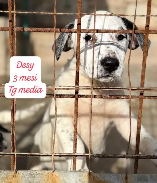 CUCCIOLI SENZA ALCUN FUTURO | Foto 3