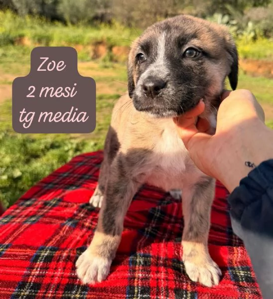 CUCCIOLI SENZA ALCUN FUTURO | Foto 2