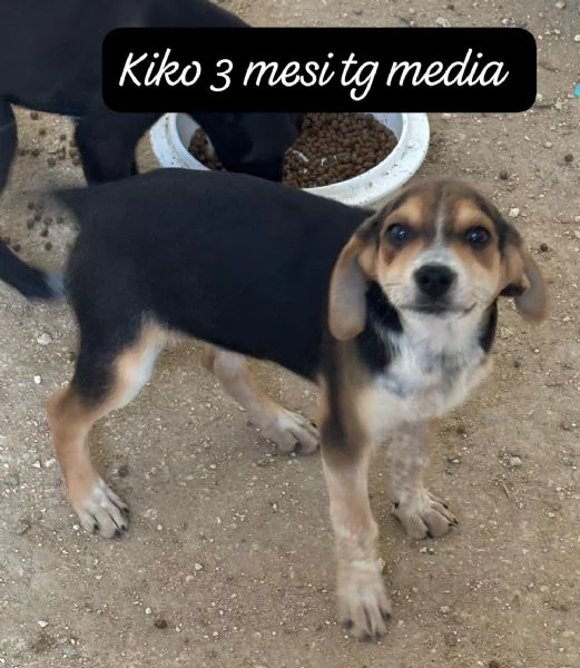 CUCCIOLI SENZA ALCUN FUTURO | Foto 1