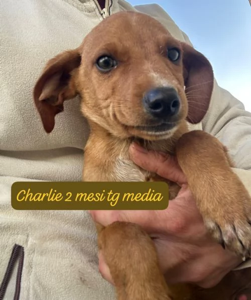 CUCCIOLI SENZA ALCUN FUTURO | Foto 0