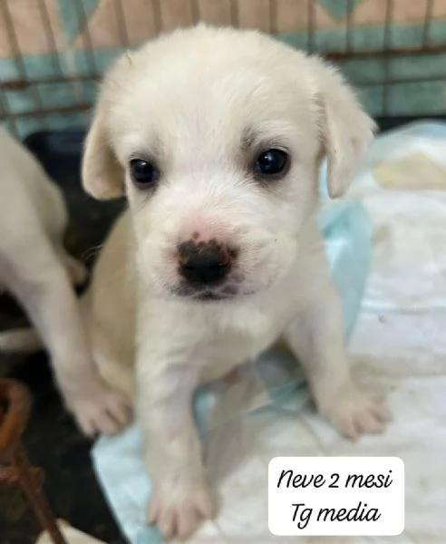 CUCCIOLI SENZA ALCUN FUTURO | Foto 1