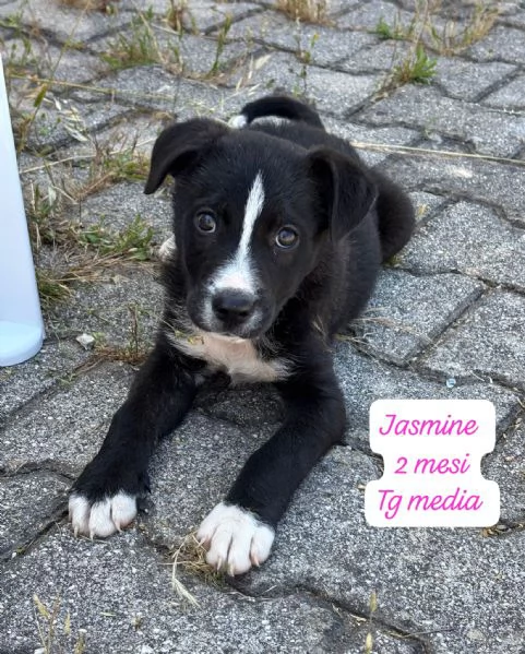 CUCCIOLI SENZA ALCUN FUTURO | Foto 0