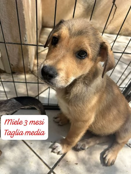 CUCCIOLI SENZA ALCUN FUTURO | Foto 0