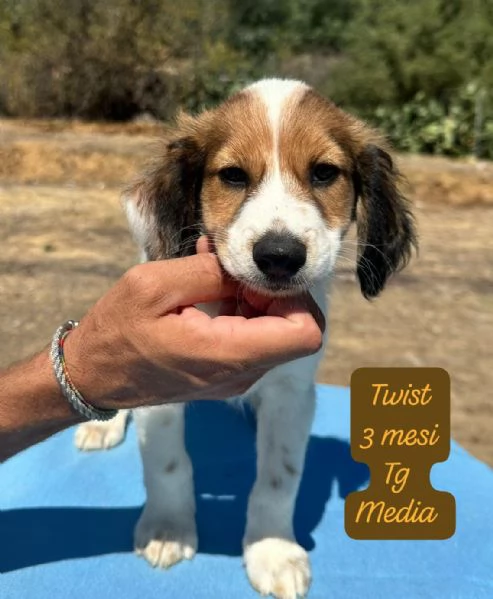 CUCCIOLI SENZA ALCUN FUTURO | Foto 0