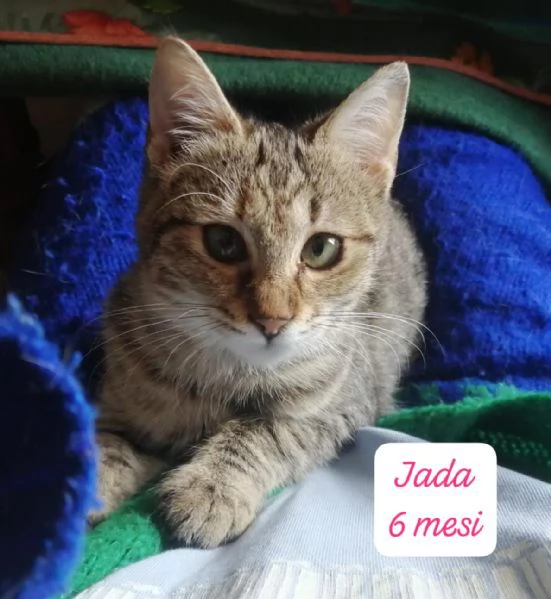 CERCANO DISPERATAMENTE CASA | Foto 4