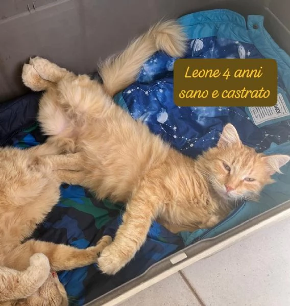 CERCANO DISPERATAMENTE CASA