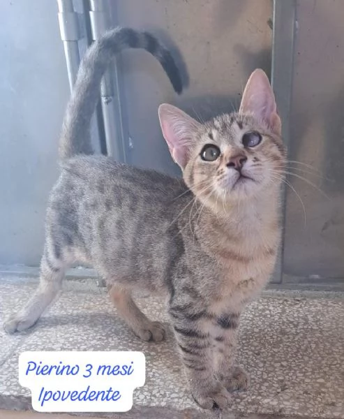 CERCANO DISPERATAMENTE CASA | Foto 4