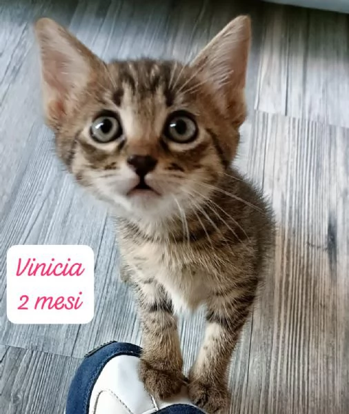 CERCANO DISPERATAMENTE CASA | Foto 4