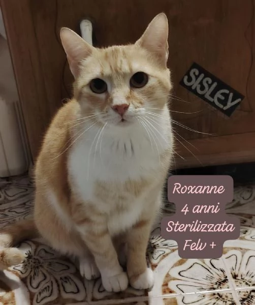 CERCANO DISPERATAMENTE CASA | Foto 5