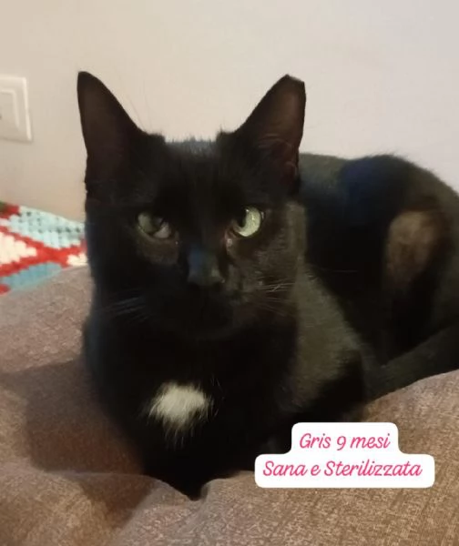 CERCANO DISPERATAMENTE CASA | Foto 4