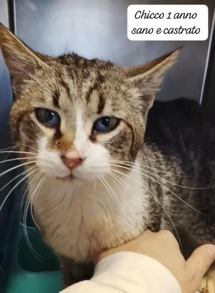 CERCANO DISPERATAMENTE CASA | Foto 4