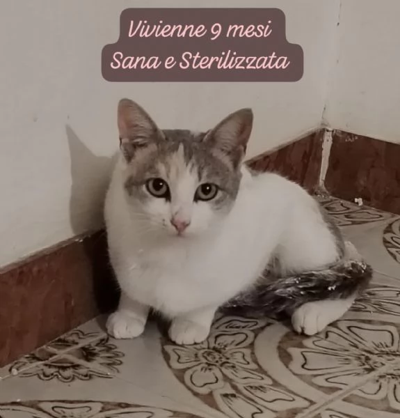 CERCANO DISPERATAMENTE CASA