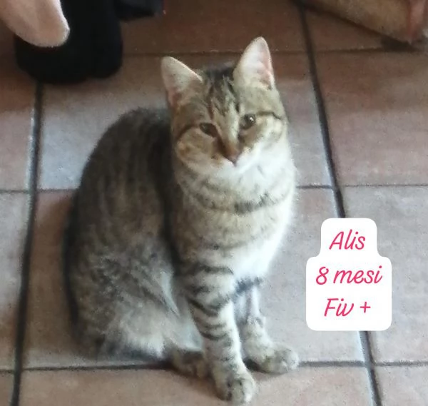 CERCANO DISPERATAMENTE CASA | Foto 2