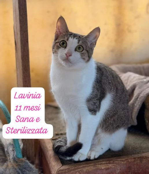 CERCANO DISPERATAMENTE CASA | Foto 2