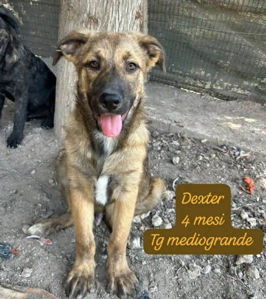 DISPONIBILI CUCCIOLI Chiamate  | Foto 6
