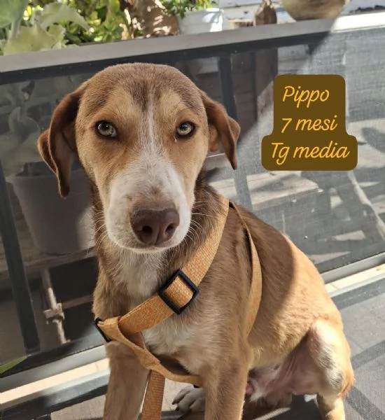 DISPONIBILI CUCCIOLI Chiamate  | Foto 6