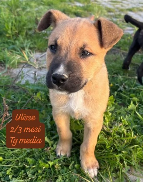 DISPONIBILI CUCCIOLI Chiamate 