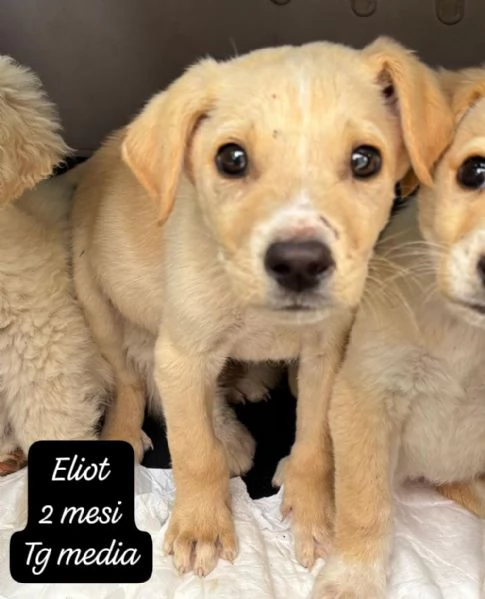DISPONIBILI CUCCIOLI Chiamate  | Foto 3