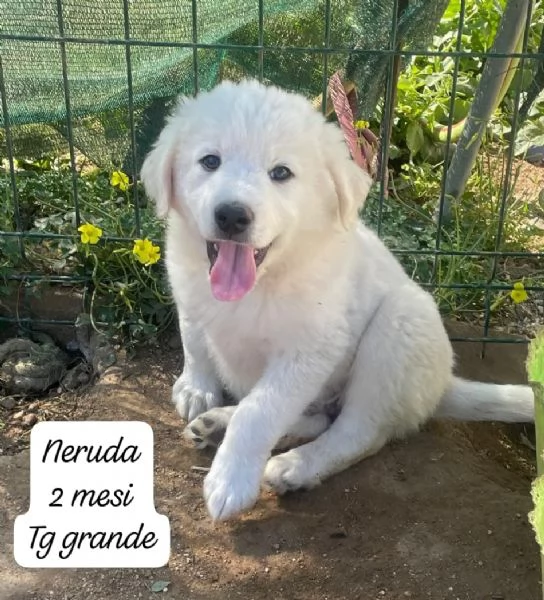 DISPONIBILI CUCCIOLI Chiamate  | Foto 6