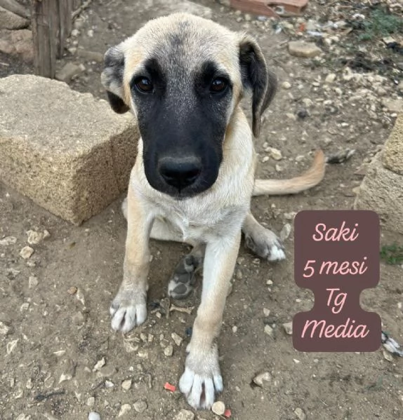 DISPONIBILI CUCCIOLI Chiamate  | Foto 6