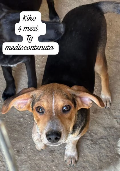 DISPONIBILI CUCCIOLI Chiamate  | Foto 4