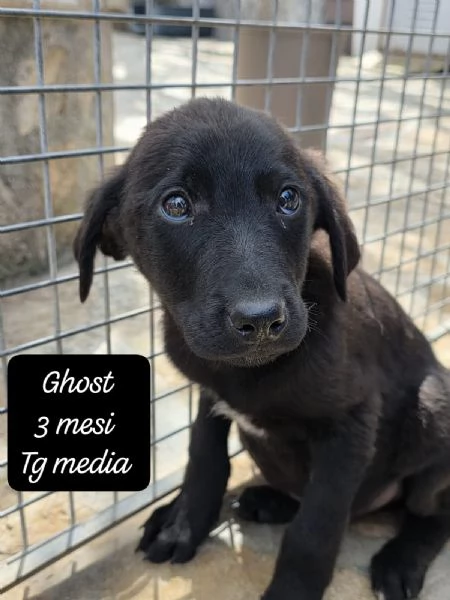 DISPONIBILI CUCCIOLI Chiamate 