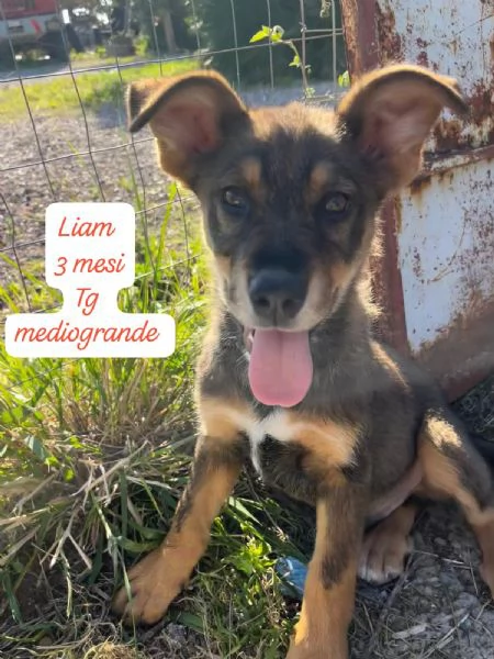 DISPONIBILI CUCCIOLI Chiamate  | Foto 3