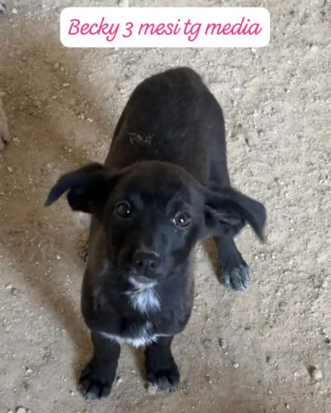 DISPONIBILI CUCCIOLI Chiamate 