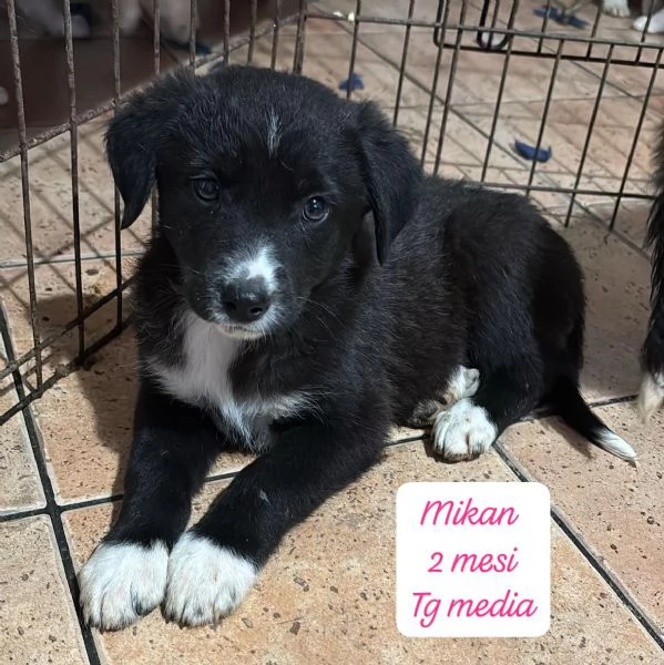 DISPONIBILI CUCCIOLI Chiamate  | Foto 5