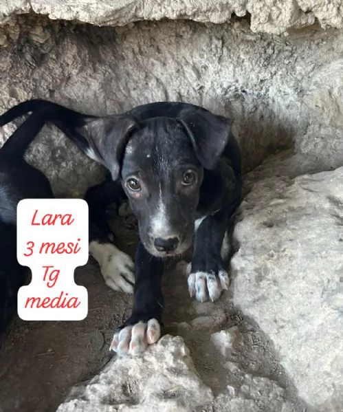 DISPONIBILI CUCCIOLI Chiamate  | Foto 5