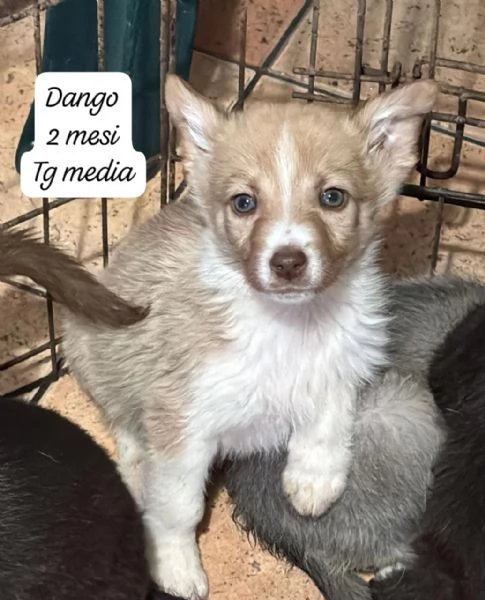 DISPONIBILI CUCCIOLI Chiamate  | Foto 4