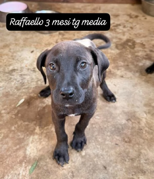 DISPONIBILI CUCCIOLI Chiamate  | Foto 6