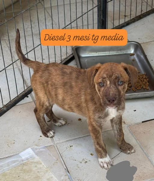 DISPONIBILI CUCCIOLI Chiamate  | Foto 5