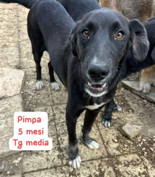DISPONIBILI CUCCIOLI Chiamate  | Foto 5