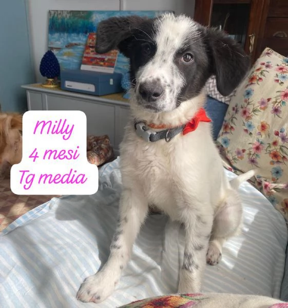 DISPONIBILI CUCCIOLI Chiamate  | Foto 2