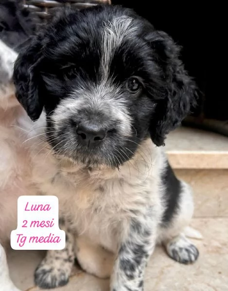 DISPONIBILI CUCCIOLI Chiamate 