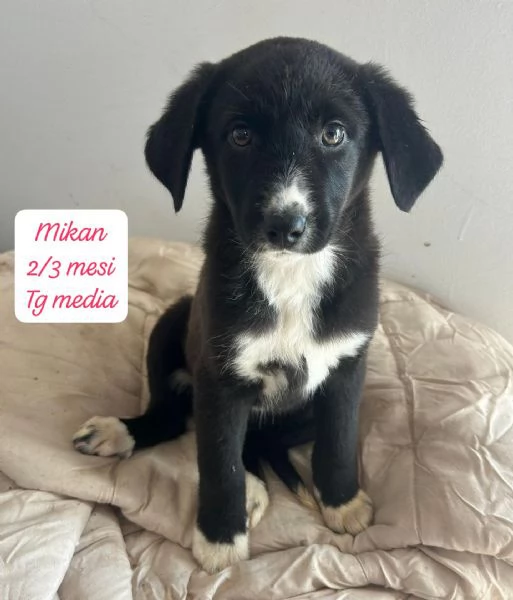 DISPONIBILI CUCCIOLI Chiamate  | Foto 5