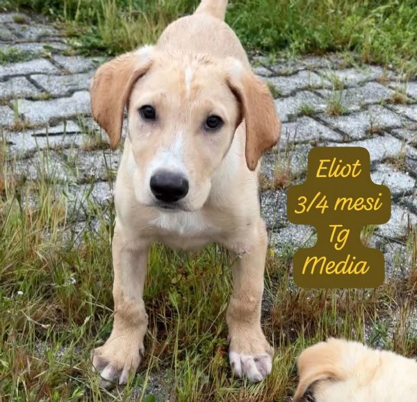 DISPONIBILI CUCCIOLI Chiamate  | Foto 4