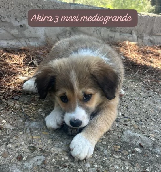 DISPONIBILI CUCCIOLI Chiamate 