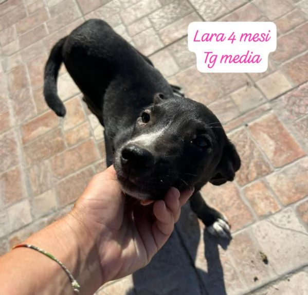 DISPONIBILI CUCCIOLI Chiamate  | Foto 4