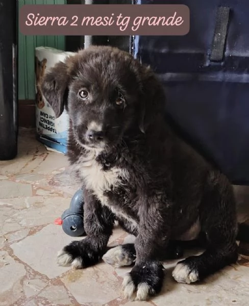 DISPONIBILI CUCCIOLI Chiamate  | Foto 3