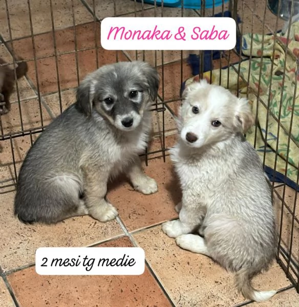 DISPONIBILI CUCCIOLI Chiamate  | Foto 3