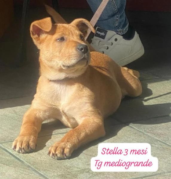 DISPONIBILI CUCCIOLI Chiamate  | Foto 1