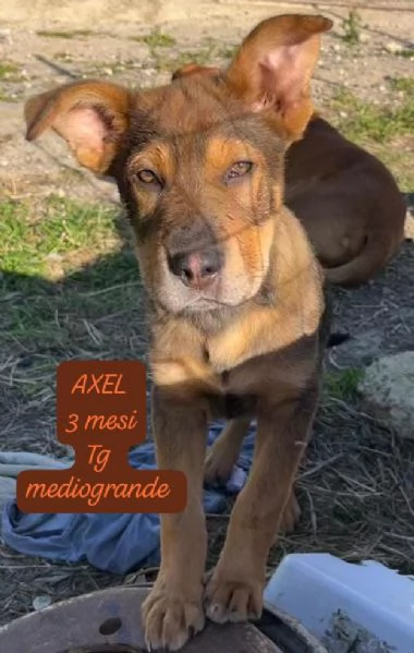 DISPONIBILI CUCCIOLI Chiamate  | Foto 0