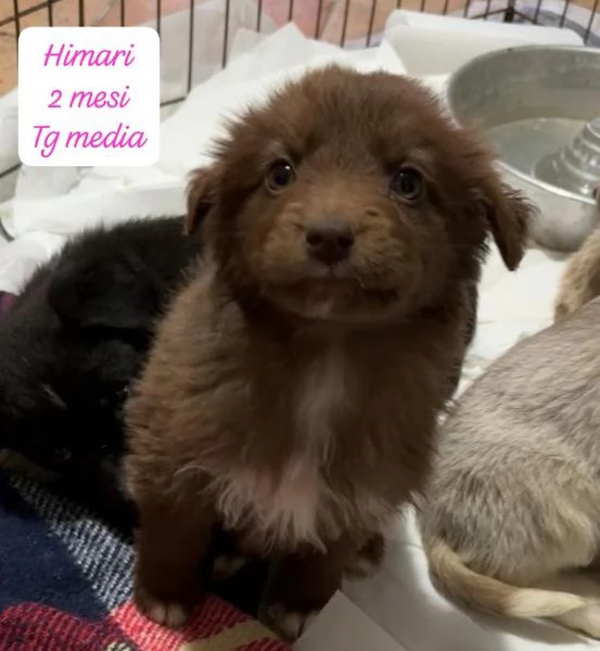 DISPONIBILI CUCCIOLI Chiamate  | Foto 2